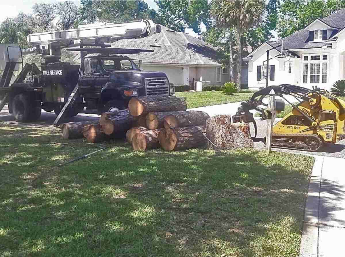 Premier Tree Removal Services In Jacksonville